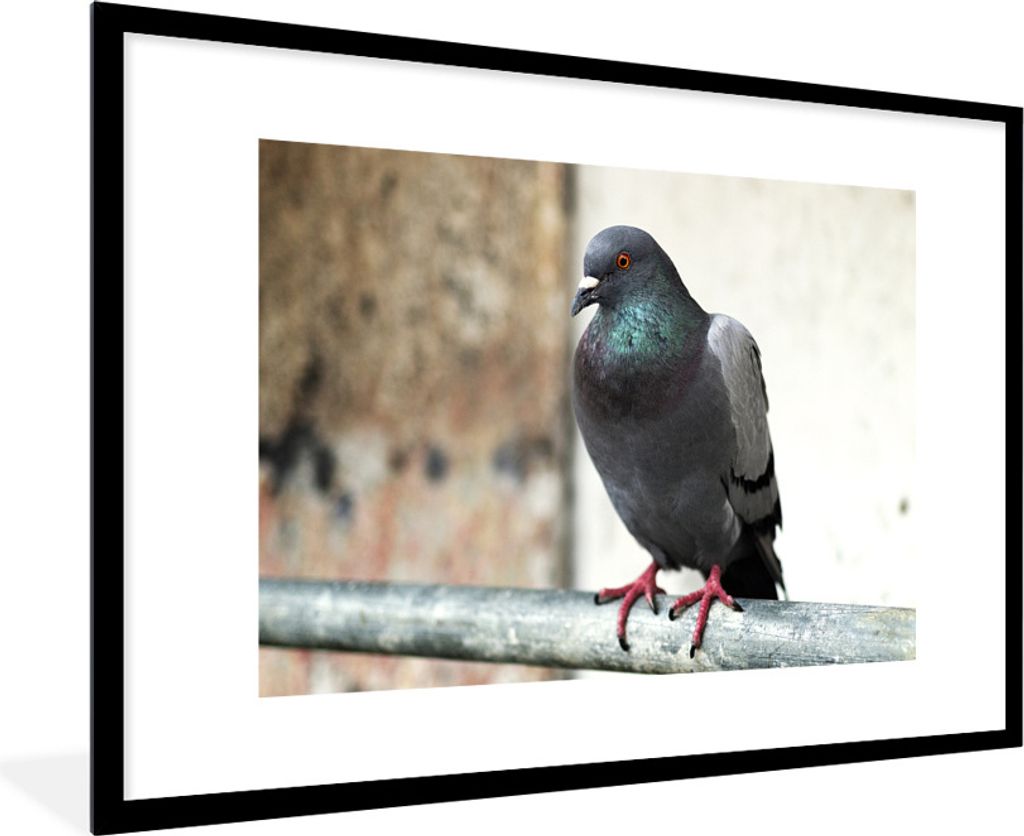 MuchoWow® Gerahmtes Poster Eine bunte Taube auf einem Produktbild 