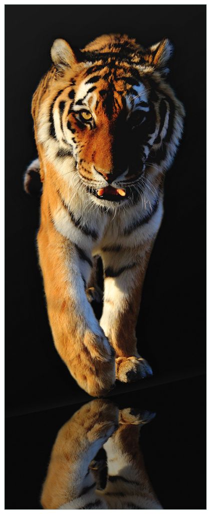Wallario Premium Glasbild, freischwebende Optik, kräftige Farben, Größe 80 x 32 cm Motiv Laufender Tiger