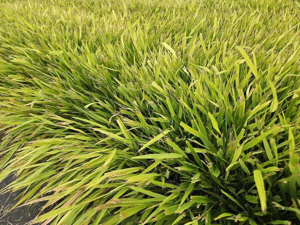 Aménager un jardin d'ombre avec l'Hakonechloa macra - Lot de 12 pots