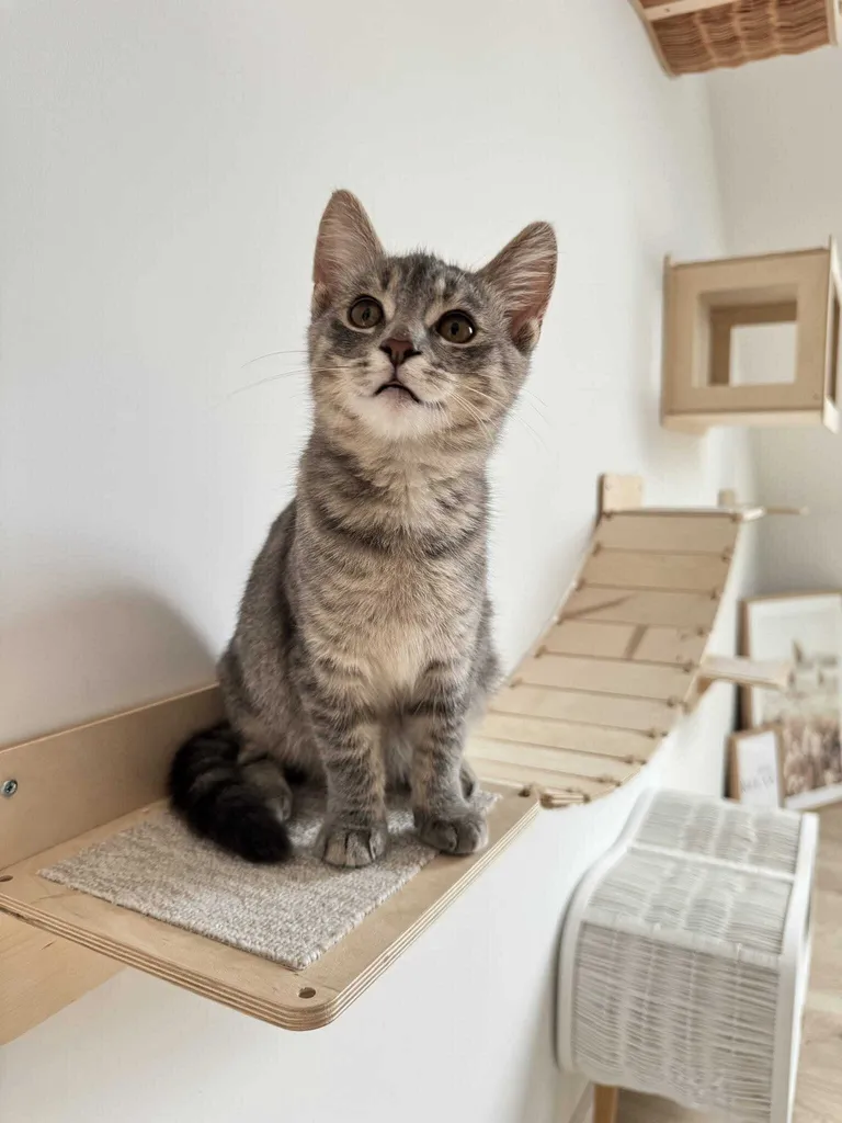 Scala per Gatti Artigianale in Legno Massiccio | Ponte Sospeso Muro