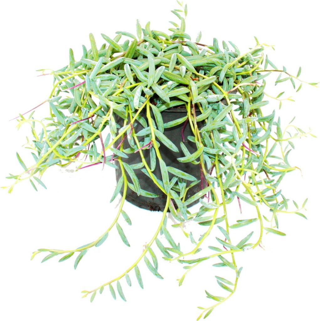 Senecio hallianus - Curio hallianus v 12 cm kvetináči Obrázok produktu 2