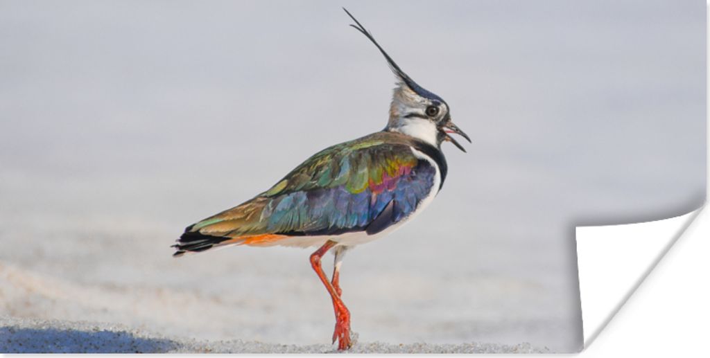 MuchoWow Poster Vogel - Tiere - Sand - Kiebitz 160x80 cm - Foto Poster