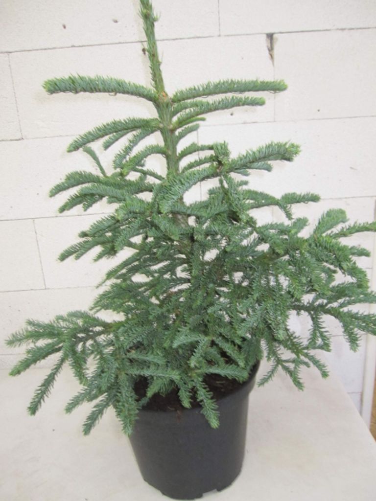 Abies procera Rattail - Edeltanne - Rat Tail - Rattenschwanz-Edeltanne - Silbertanne - 30-40cm