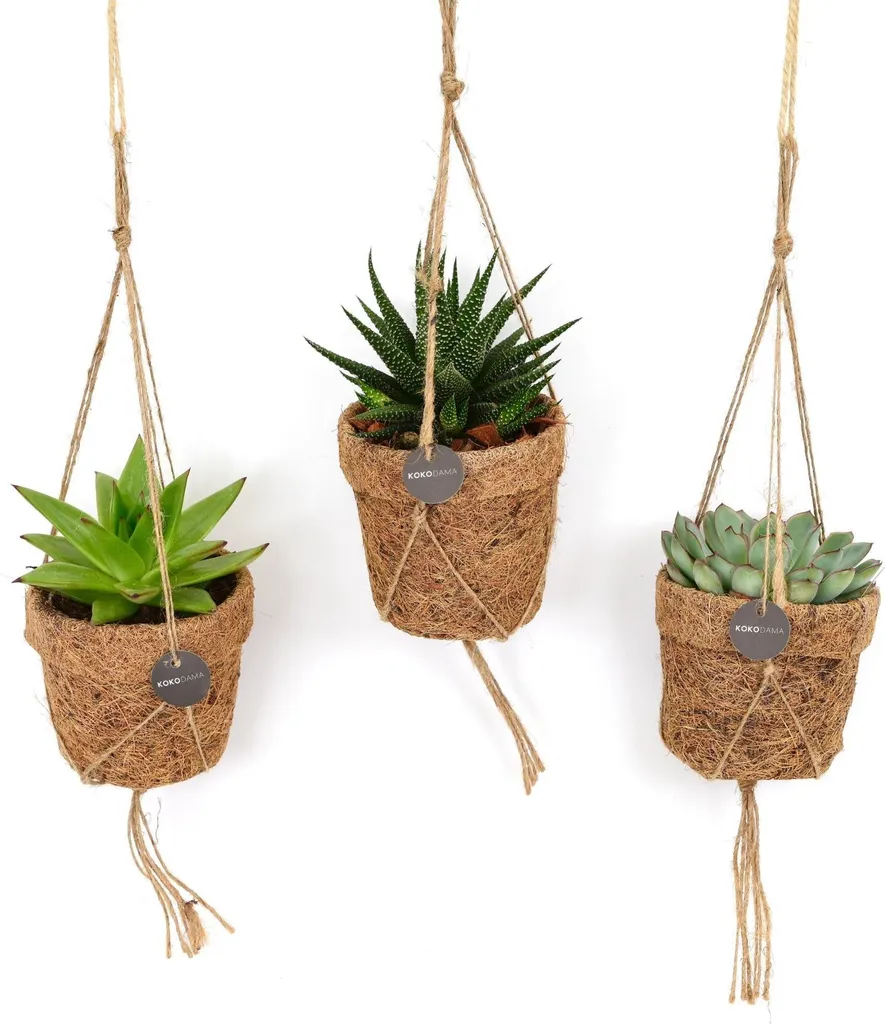 Succulentes Résistantes à la Sécheresse - Lot de 3 Mini Plantes Ø10cm