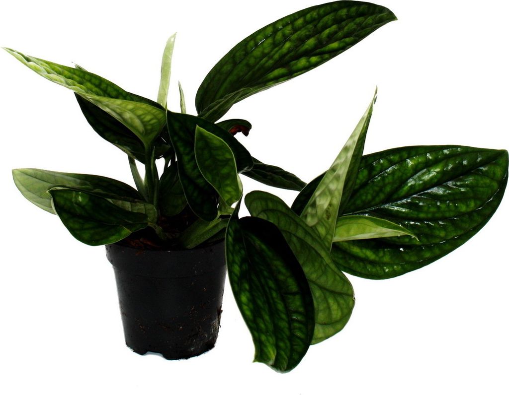 Epipremnum pinnatum "Marble Planet" - grüne Struktur-Efeutute - 12cm Topf