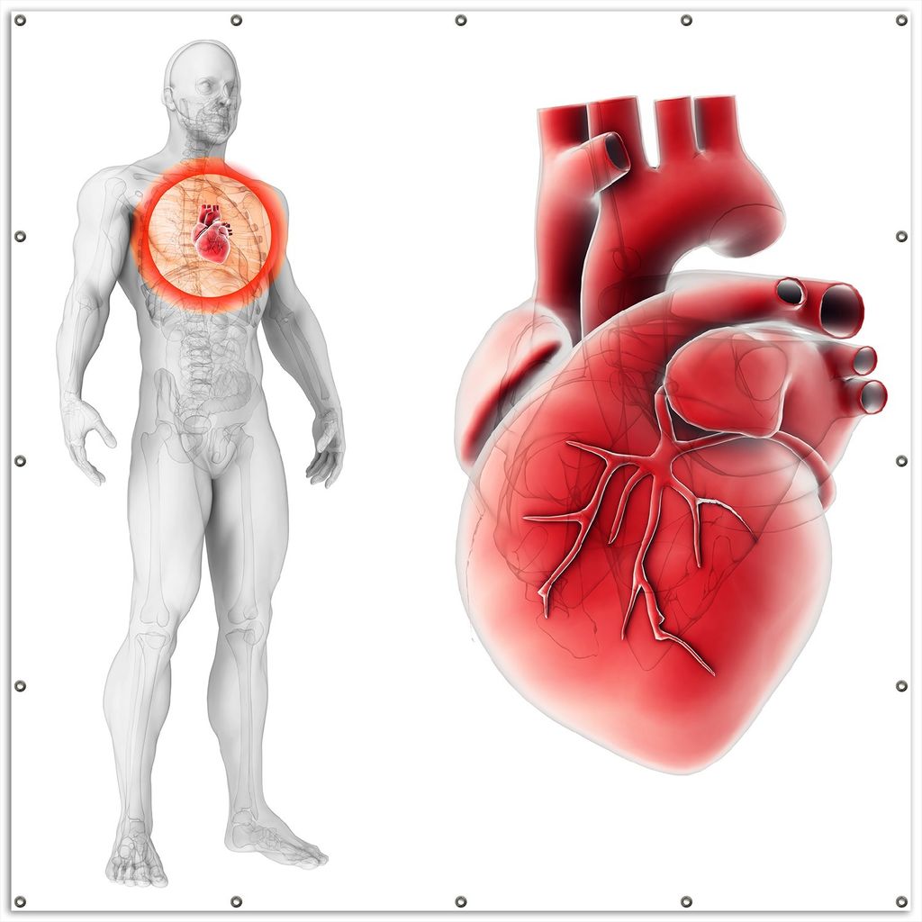 Wallario XXL Outdoor-Poster für Garten oder Balkon, Motiv Anatomie des Menschen Herz in Nahansicht, in ca. 200 x 200 cm
