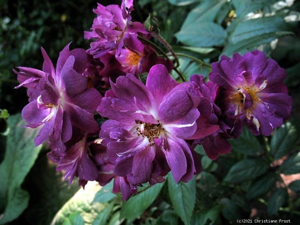 Historische Ramblerrose Veilchenblau, Schmidt, 1909, Co. 7,5 L - für den Schatten