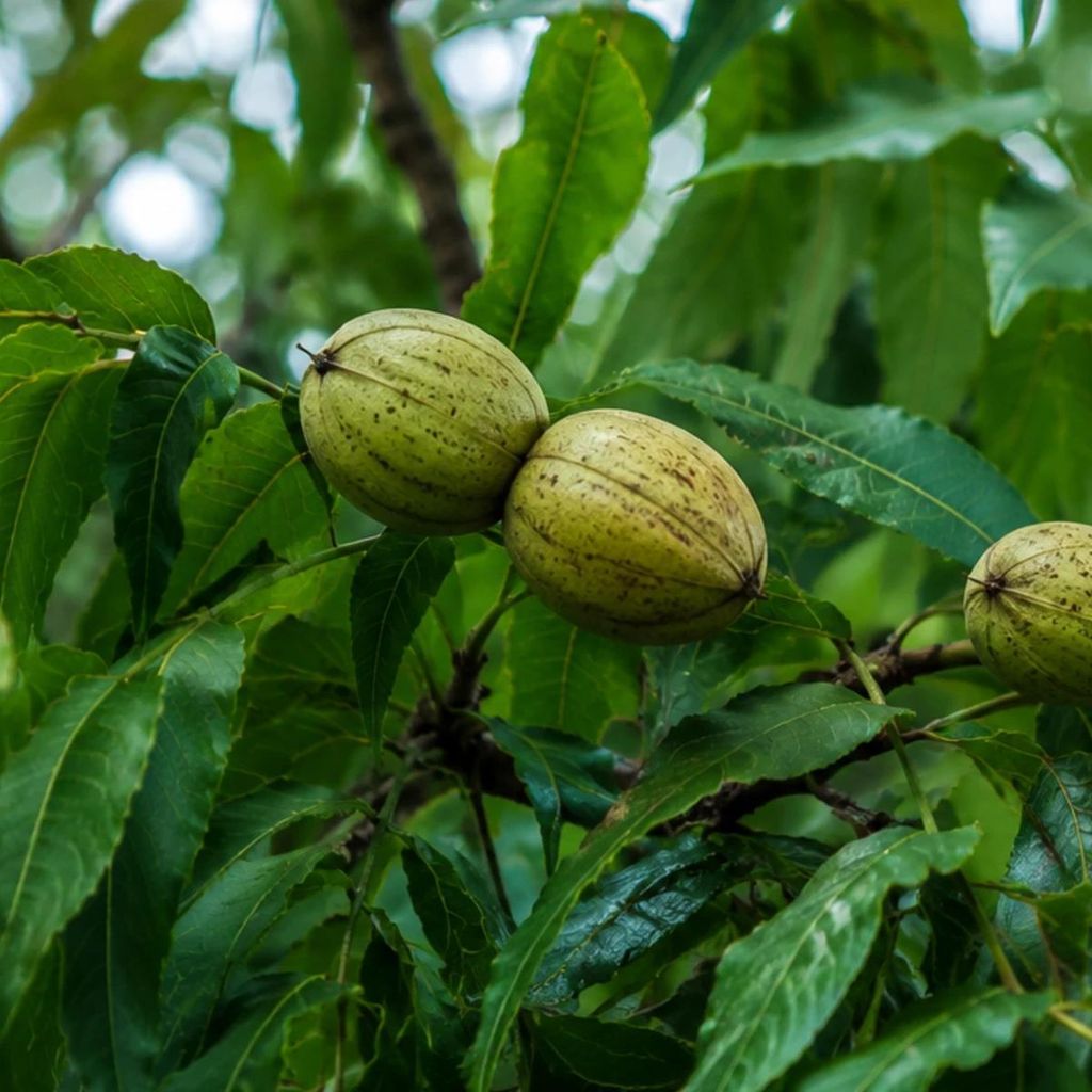 Carya laciniosa, Königsnuss, Höhe 60–70 cm, 5-Liter-Topf Produktbild 