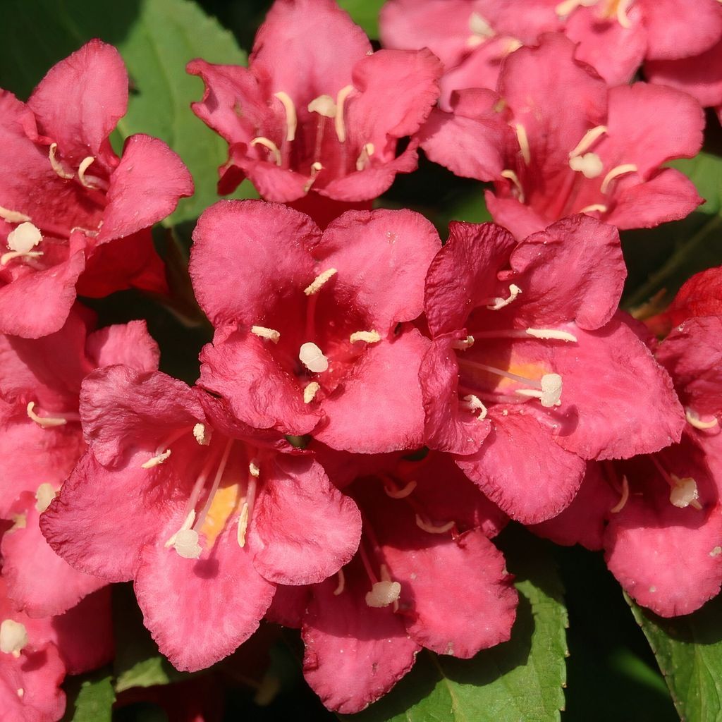 Liebliche Weigelie Bristol Ruby 2L Produktbild 