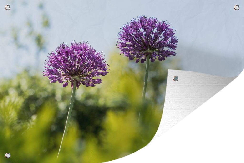 MuchoWow 90x60 cm Outdoor-Poster Gartendeko Sichtschutz Garten Poster für den Garten Blumen - Garten - Lila