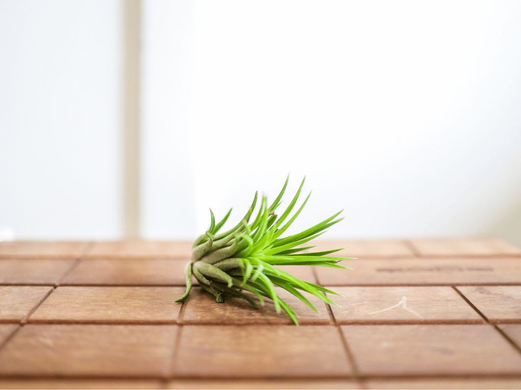 Gardners Aerárium s Tillandsií Ionantha Obrázek produktu 