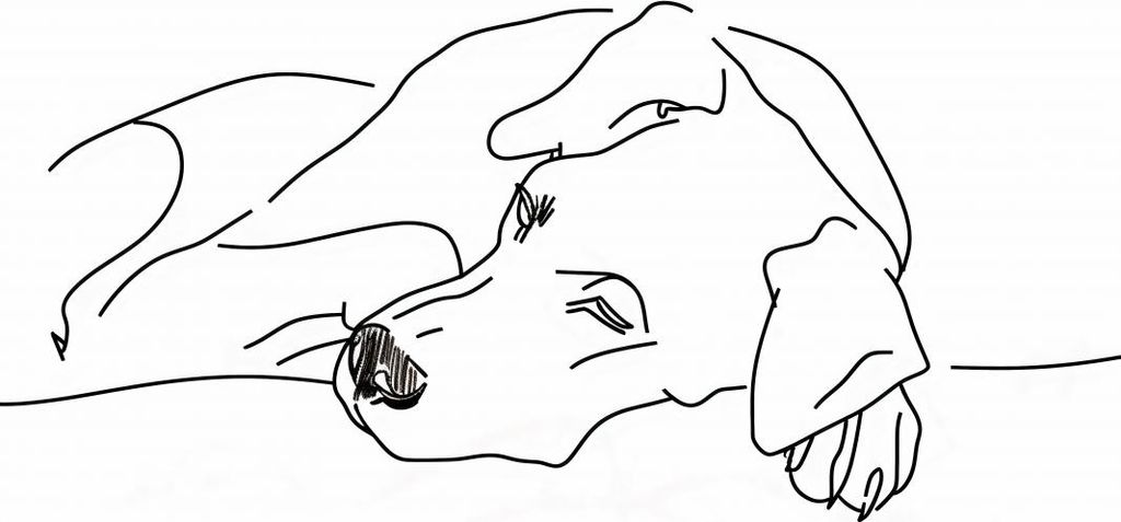 Plakat 60x60cm Entspannung für den Hund