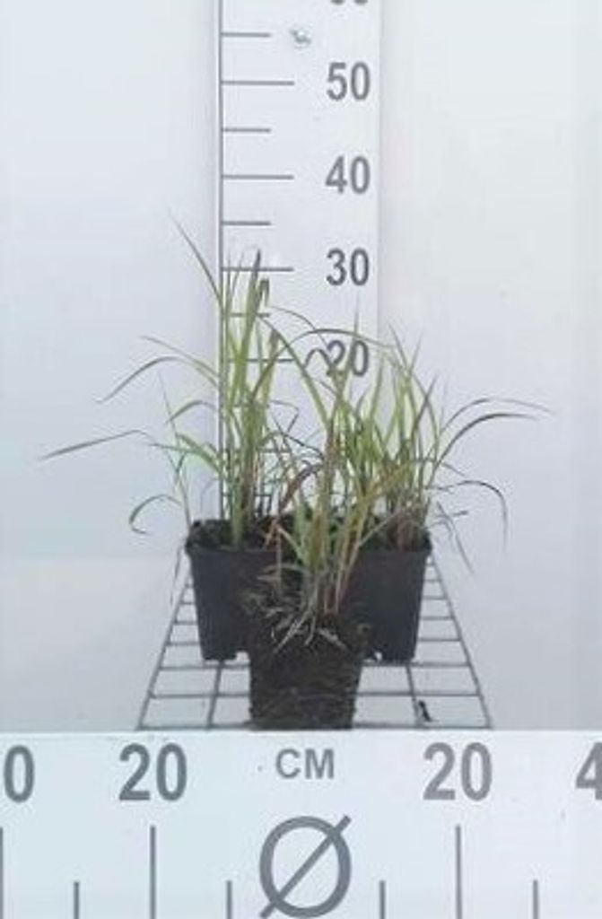 6 x Miscanthus sin. 'Purpurascens' - Chinaschilf - Topf 9 x 9 cm