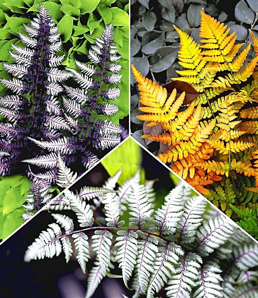 BALDUR Garten 3er Winterharte Japanische Schmuck-Farn-Kollektion, Pflanzen im 9x9 cm-Topf, Dryopteris, Athyrium, Gartenfarn, winterharte Staude, me...