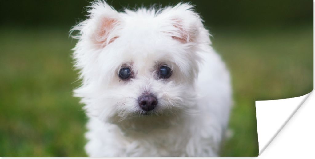 MuchoWow Poster Malteser Hund auf einer Wiese 80x40 cm - Wanddeko