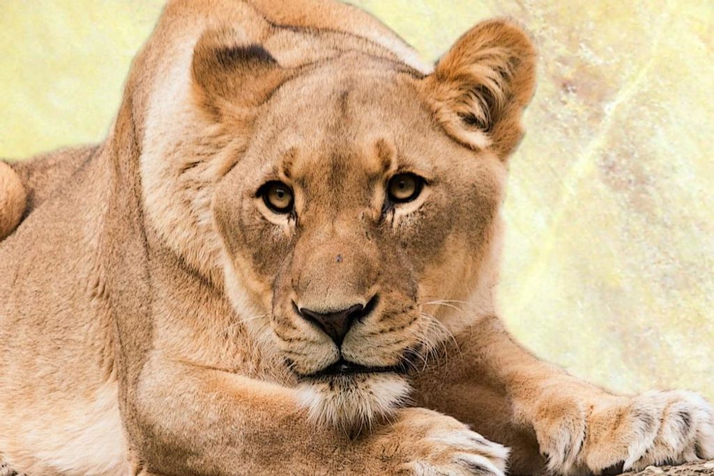 hansepuzzle 29667 - Löwin Puzzle, 2000 Teile, Tierwelt, 90,0 x 60,0cm mit hochwertiger Aufbewahrung, Kartonbox und wiederverschließbarem Beutel