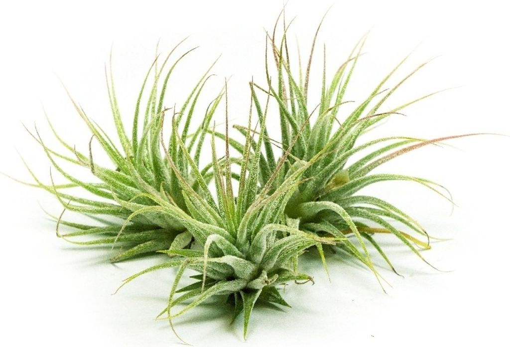 Gardners Tillandsia ionantha zelená, mini Obrázok produktu 