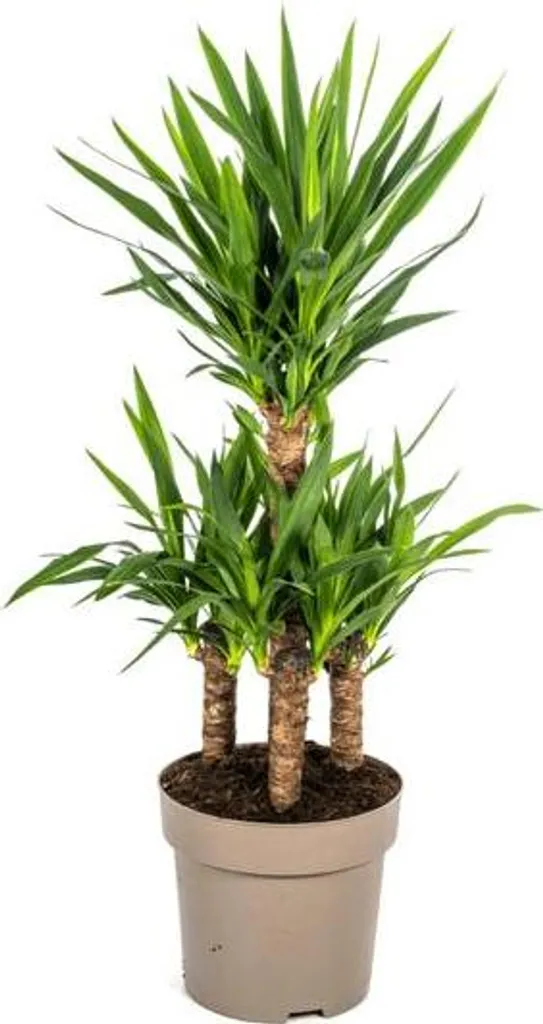 Plante Intérieur Increvable Yucca Elephantipes 100cm Sans Entretien