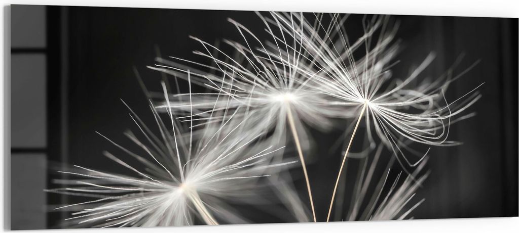 DEQORI Glasbild Echtglas 125x50 cm 'Samen der Pusteblume' Wandbild Bild modern Deko