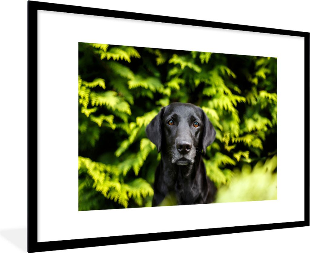 MuchoWow Gerahmtes Poster Ein schwarzer Labrador Retriever inmitten der grünen Blätter 90x60 cm - Poster mit Schwarzem Bilderrahmen Wandposter ...