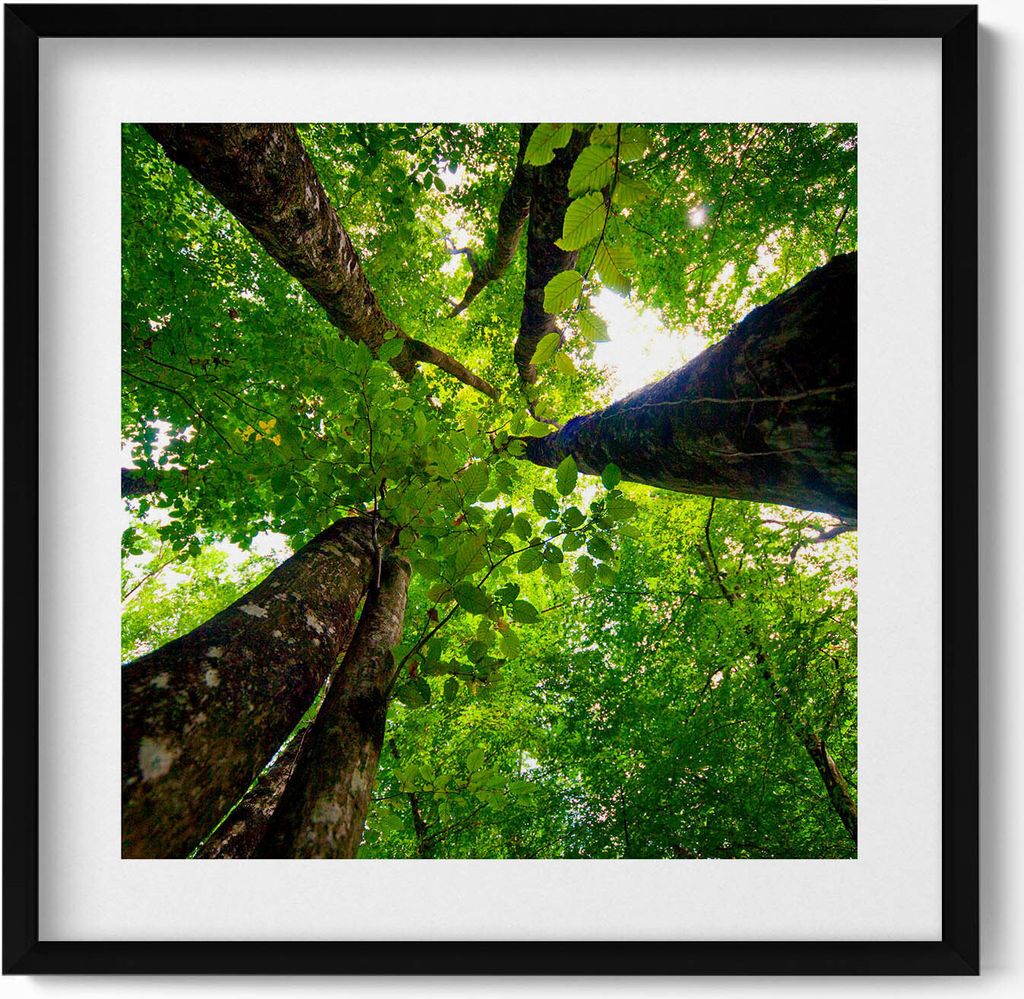 Grüne, belaubte Bäume– Wandbild mit Rahmen – Gerahmtes Bild – Wanddekoration – 50x50 cm – Schwarz Rahmen