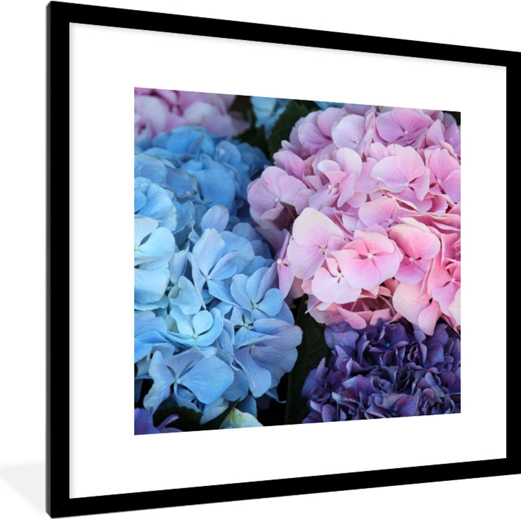 MuchoWow Gerahmtes Poster Blumen - Strauch - Hortensie - Botanisch 40x40 cm - Poster mit Schwarzem Bilderrahmen Wandposter Rahmen Foto Bilder - P...
