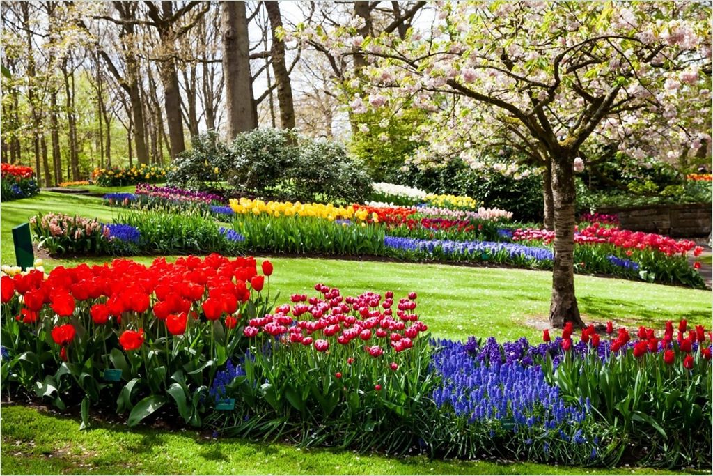 Wallario Premium Glasbild, freischwebende Optik, kräftige Farben, Größe 90 x 60 cm Motiv Bunte Blumen und Kirsch-Baum im Park blühen im Frühling