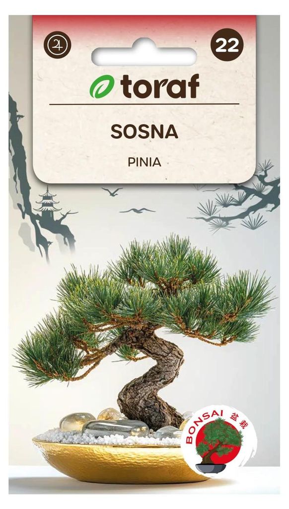 Sosna pinia 10 szt. Zdjęcie produktu 