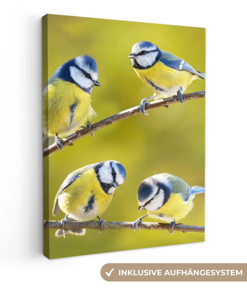 MuchoWow - Leinwandbilder - Vogel - Blaumeise - Äste - Sonne, Wandbild, Wanddeko Bilder Wohnzimmer, 30x40 cm