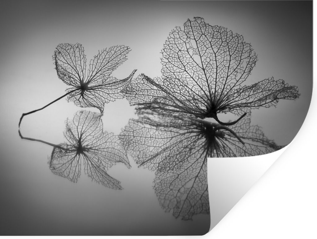 MuchoWow Wandtattoo Wandsticker Wandaufkleber Stilleben - Schwarz - Weiß - Blätter 160x120 cm Selbstklebend und Repositionierbar - Selbstkleben...