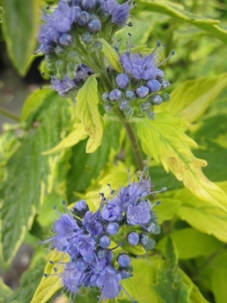 Bartblume Summer Sorbet - Caryopteris clandonensis Summer Sorbet - (30-40)