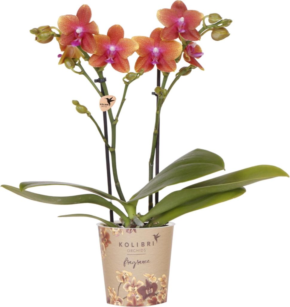 Duftende Phalaenopsis-Orchidee Fragrance – Orange – Ø9cm – Blühende Zimmerpflanze mit Duft – Frisch vom Züchter – Für helle Innenräume