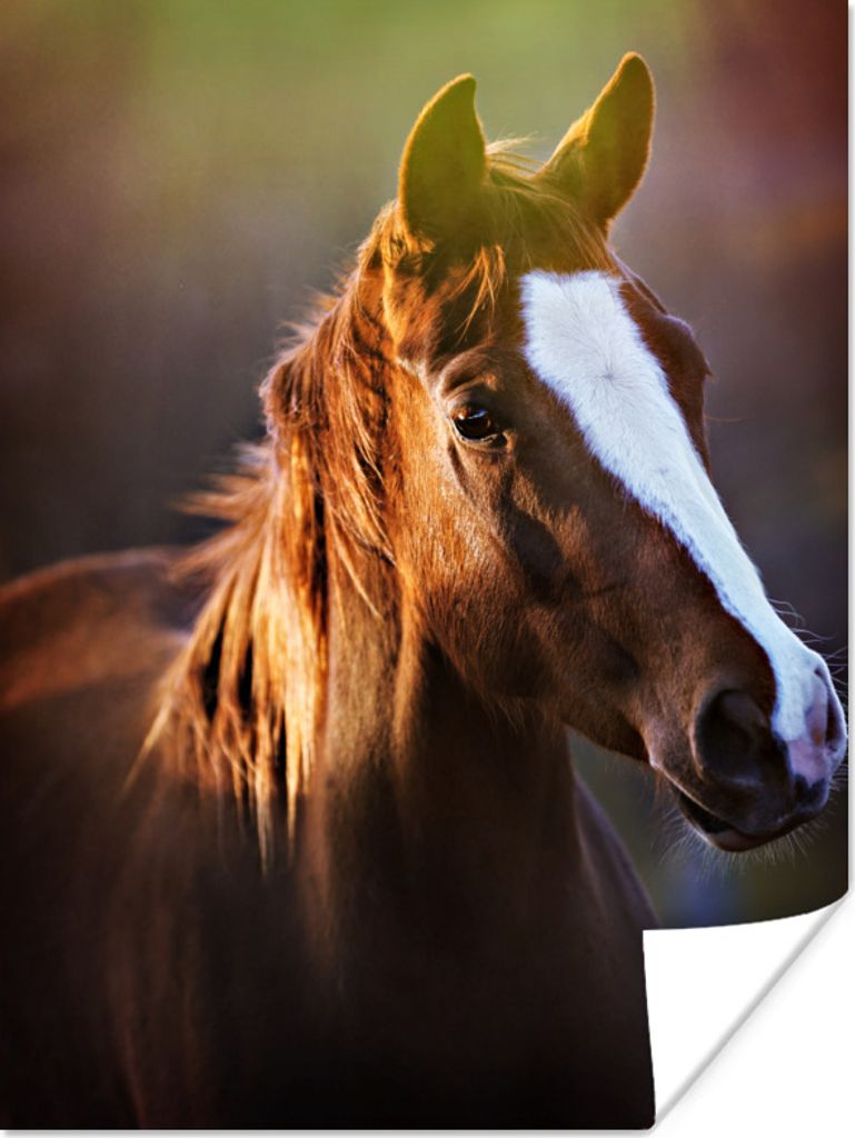 MuchoWow Poster Pferd - Licht - Mantel 120x160 cm - Wandbilder