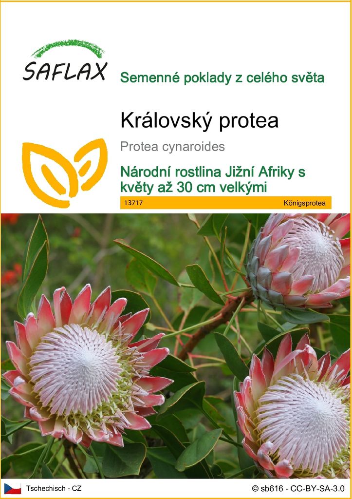 SAFLAX - královský protea - Protea cynaroides - 5 Semena Obrázek produktu 