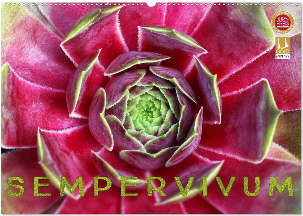 Sempervivum - Hauswurz (Wandkalender 2026 DIN A2 quer), CALVENDO Monatskalender
