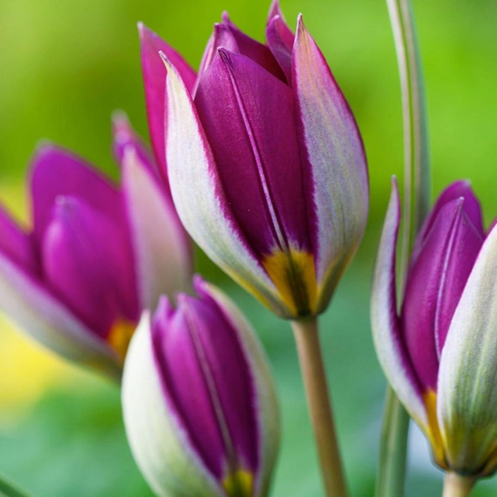 Tulpen Blumenzwiebeln Zwiebeln Blumen Botanische Tulpe Red Produktbild 