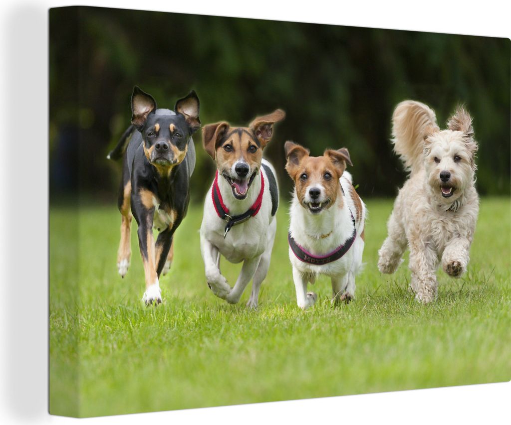 OneMillionCanvasses - Leinwandbilder - 140x90 cm, Eine Gruppe von Welpen läuft über ein Feld, Wandbilder Kunstdruck Wanddekoration - Foto auf L...