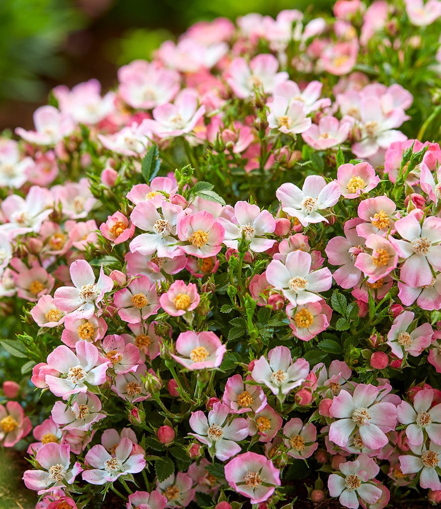 BALDUR-Garten Alpin-Rose "Cutie Pie®", 1 Pflanze, Produktbild 2