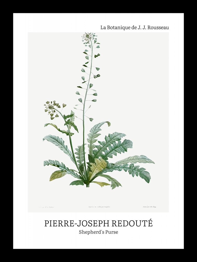 Plakat 13x18cm Design Shepherd's Purse, Redoute Vintage für das Wohnzimmer