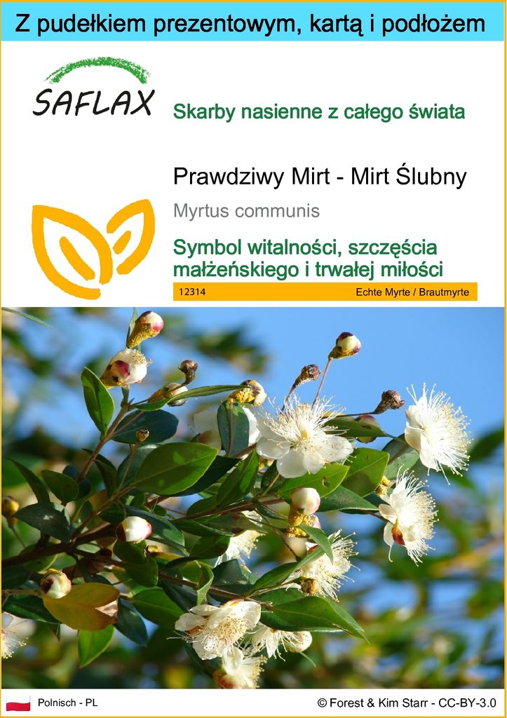 SAFLAX - Zestaw prezentowy - Prawdziwy Mirt - Mirt Ślubny - Zdjęcie produktu 