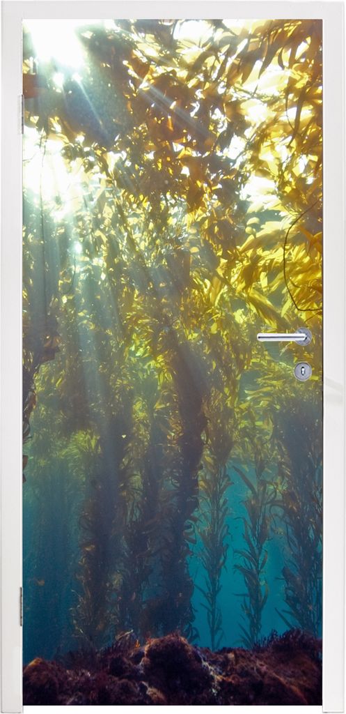 MuchoWow Türtapete Selbstklebende Türfolie Sonnenlicht und Pflanzen unter Wasser 75x205 cm Türposter Türaufkleber Klebefolie Türklebefolie -...
