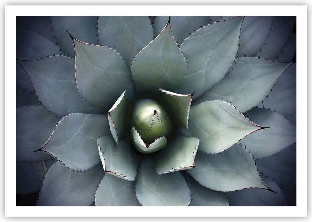 Poster - Poster ohne Rahmen - Blau Blätter Agave - 100x70 cm - Wand Bild - Wanddeko - Wandbilder - Kunstposter - Wandposter - Bilder - Kunstdruck ...