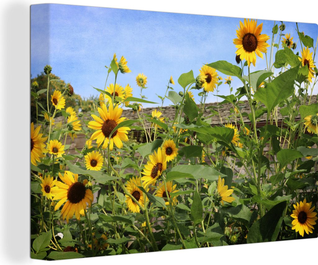 OneMillionCanvasses - Leinwandbilder - 140x90 cm, Sonnenblumen - Garten - Himmel, Wandbilder Kunstdruck Wanddekoration - Foto auf Leinwand - Gem...