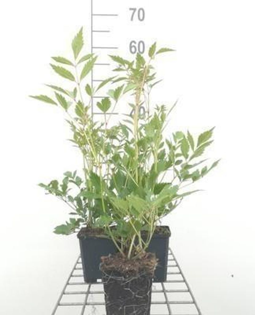 6 x Astilbe (j) 'Rheinland' - Prachtspiere - Topf 9 x 9 cm