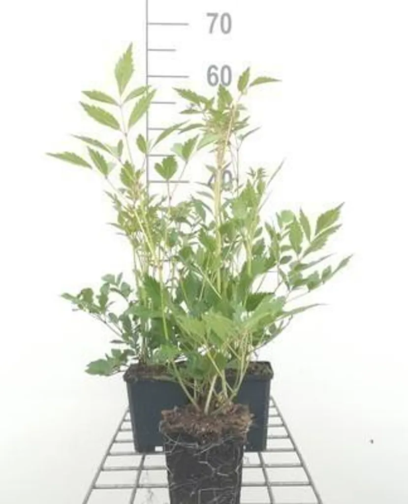 Lot de 6 Astilbe japonica Rheinland en pot 9x9cm - Prachtspiere rose