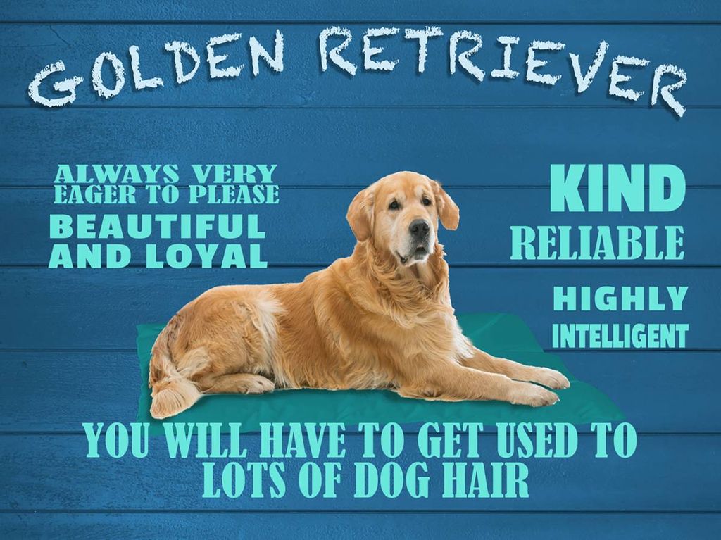 vianmo Holzschild 30x40 cm Golden Retriever Hund very eager