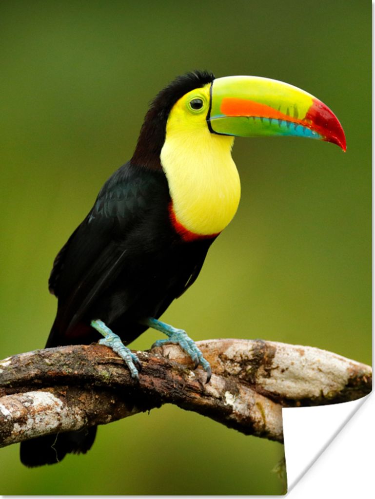 MuchoWow Poster Vogel - Tukan - Regenbogen - Grün - Zweig 120x160 cm - Wandbilder