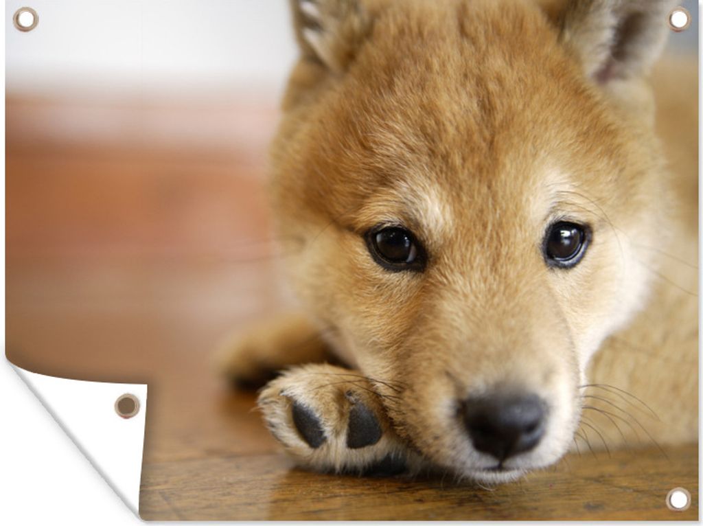 MuchoWow 40x30 cm Outdoor-Poster Gartendeko Sichtschutz Garten Poster für den Garten Müder Shiba Inu Welpe