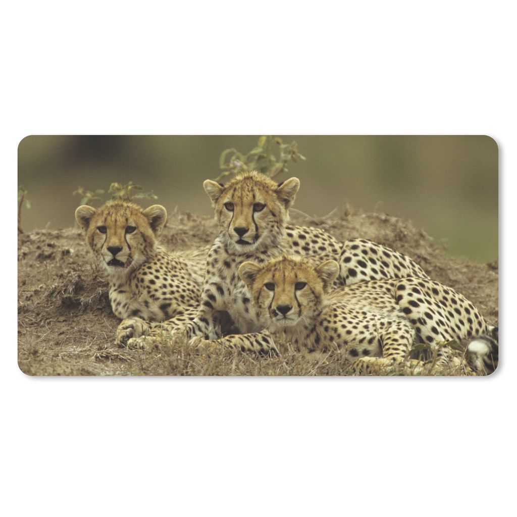 MuchoWow Schreibtischunterlage Junge Gepardenjunge 80x40 cm - XXL Mauspad - Gaming Mauspad