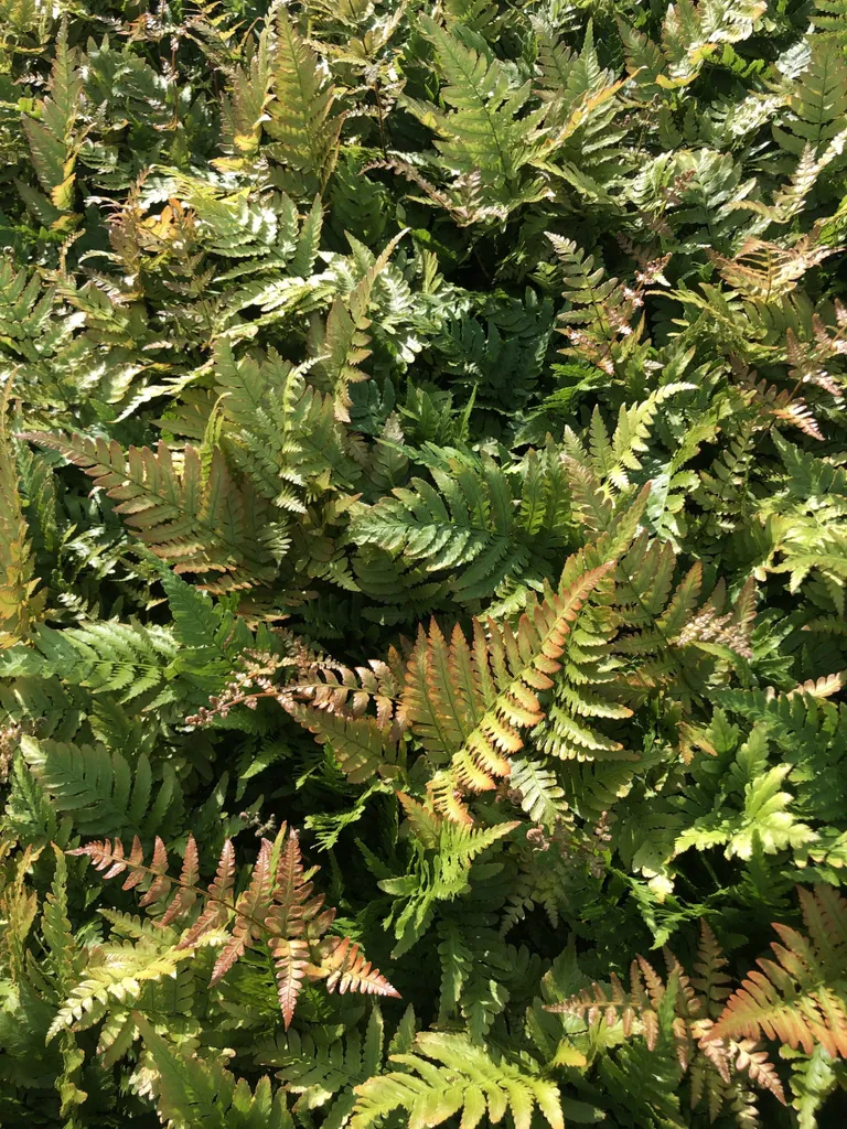 6 Dryopteris erythrosora - Fougères à voile rouge en pots de 9x9 cm